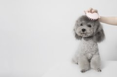 小鹿犬的价格多少？那个颜色的最贵？