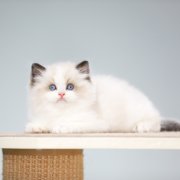 猫咪肠胃脆弱的表现和原因