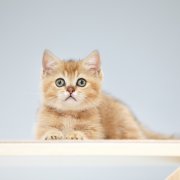 导致猫咪非常掉毛的原因