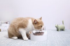 假期留守猫猫独自在家，铲屎官应该怎么做？