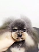 宠物美容现在前景怎么样？前途怎么样？